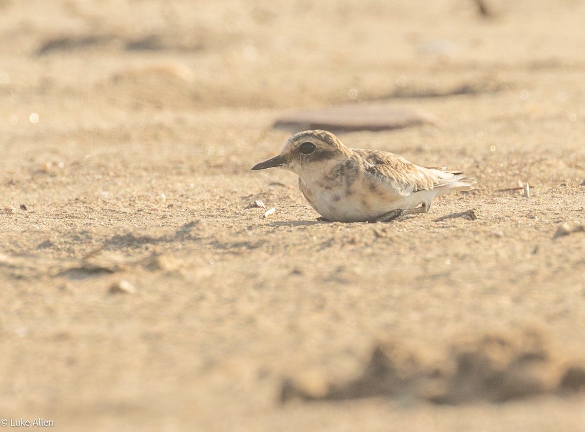 Kittlitz's Plover - ML646783182