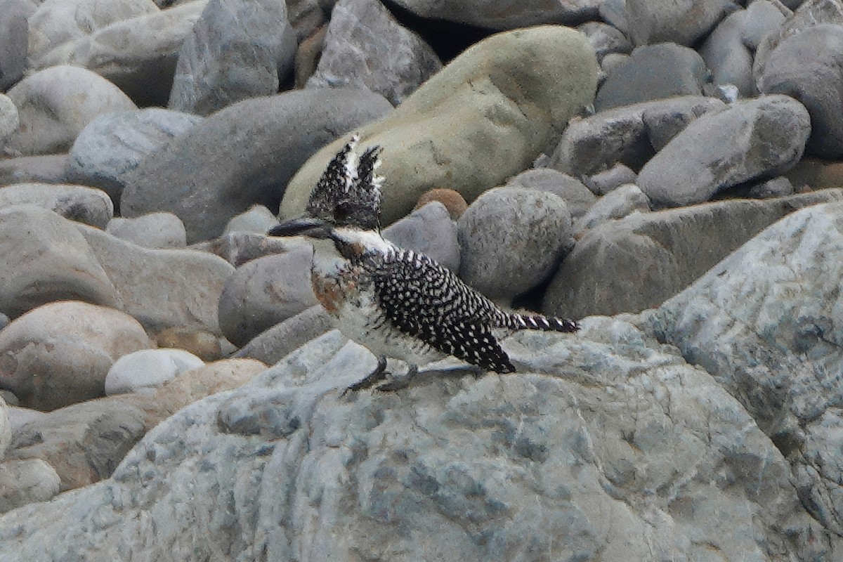 Crested Kingfisher - ML646783184
