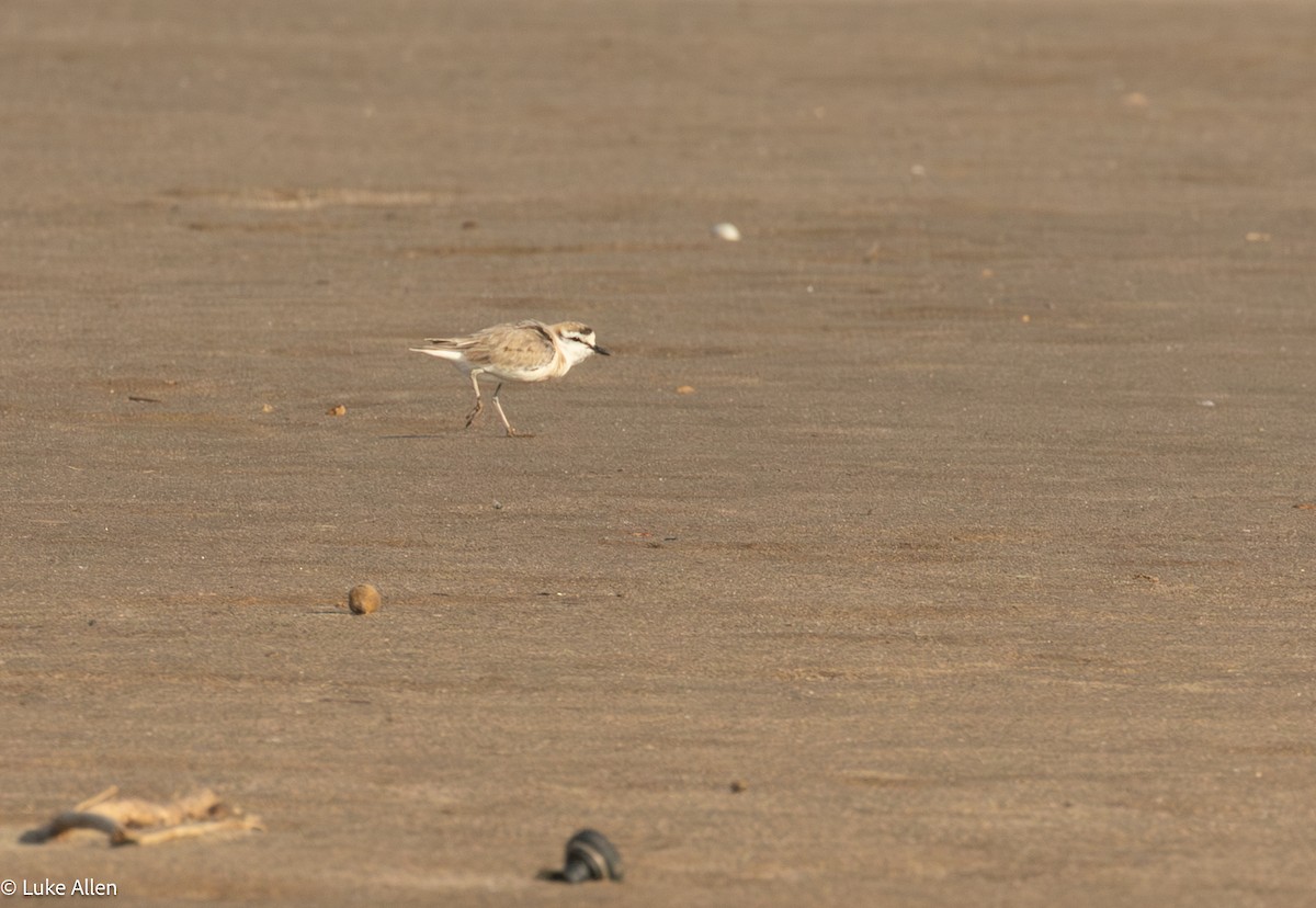 White-fronted Plover - ML646783186