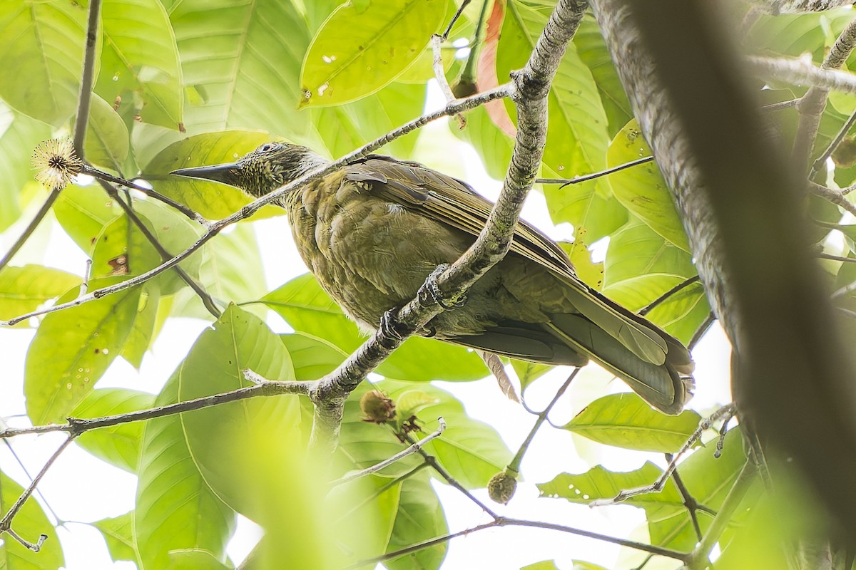 Seram Sarıasması - ML646783189