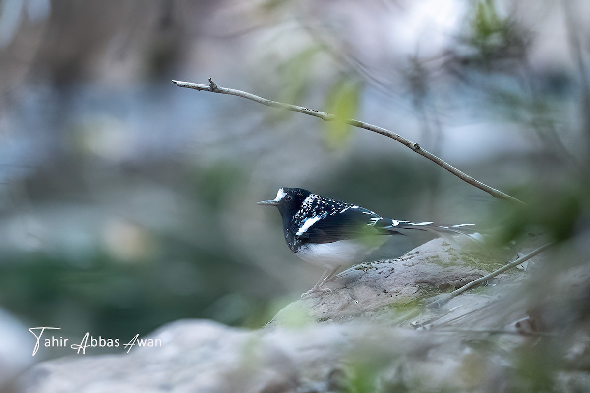 Énicure tacheté - ML646783192