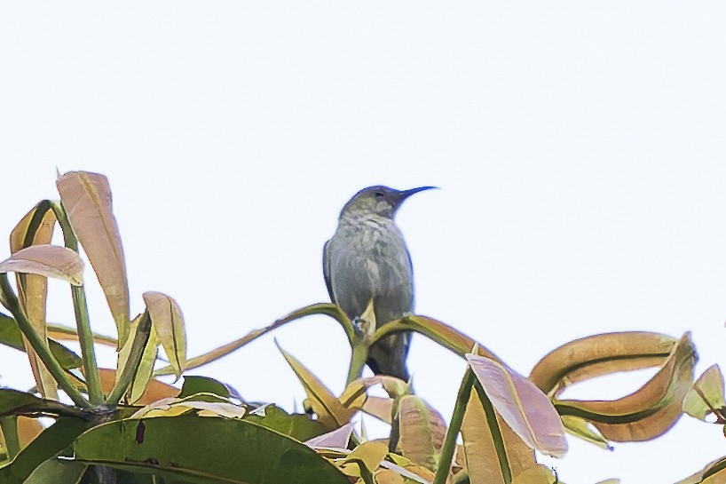 Seram Mizomelası - ML646783193