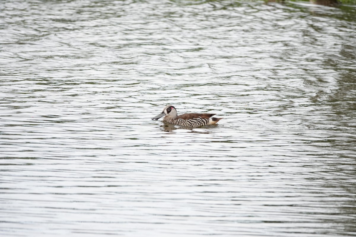 Pink-eared Duck - ML646783194