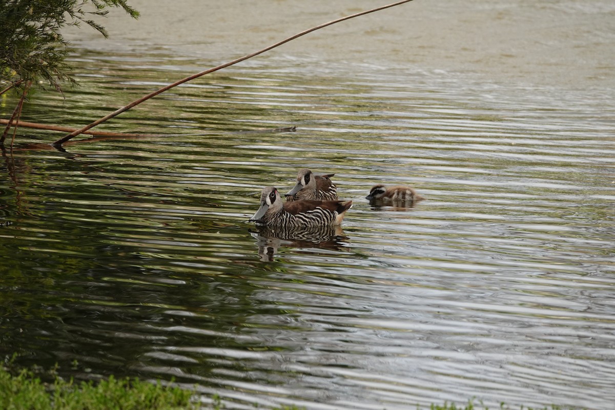 Pink-eared Duck - ML646783195