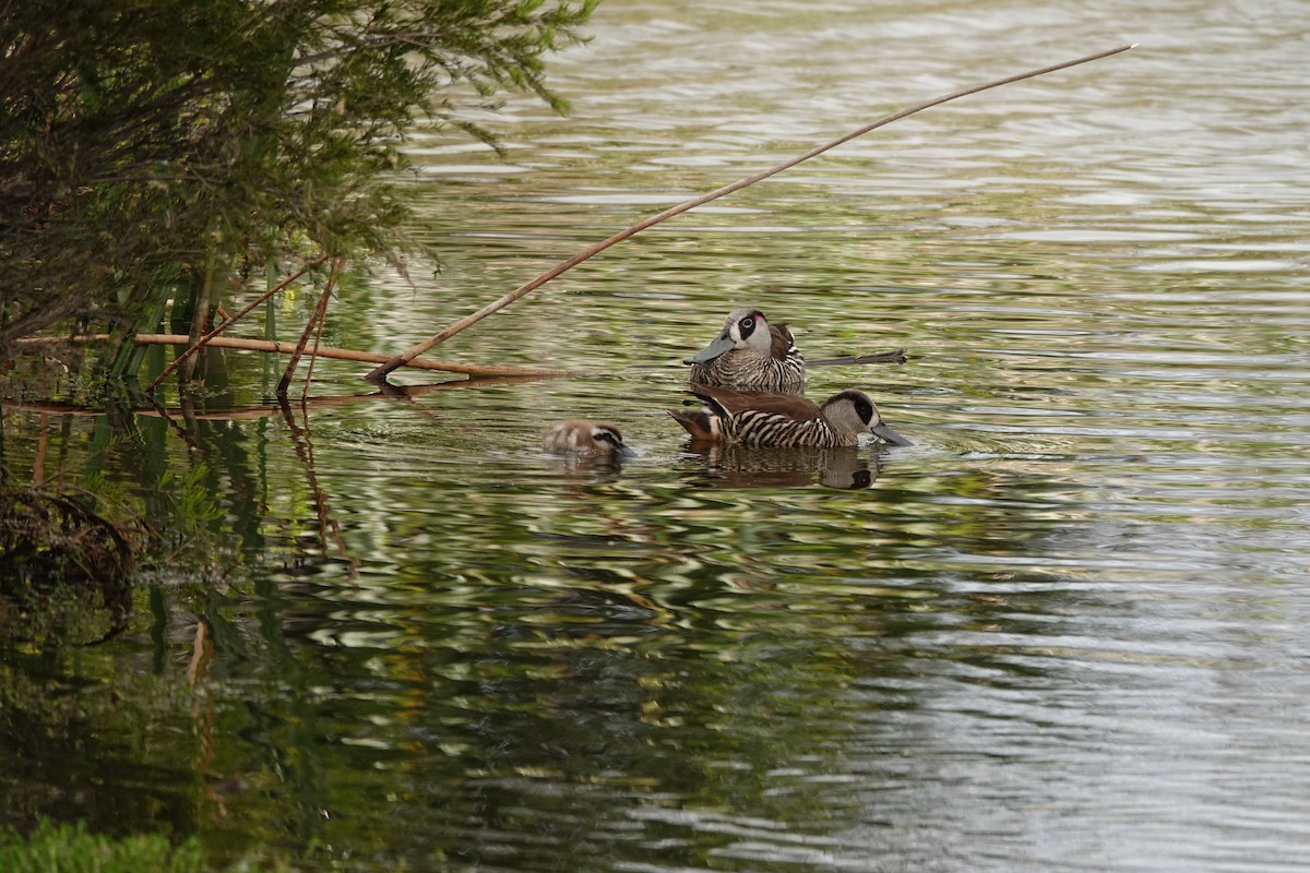 Pink-eared Duck - ML646783196