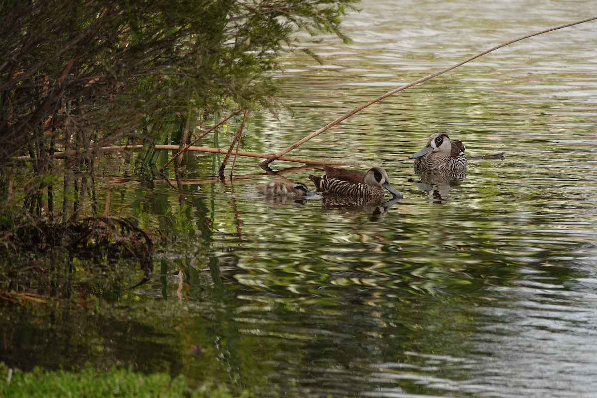 Pink-eared Duck - ML646783197