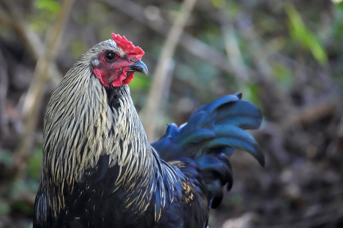 Oiloa (etxekoa) - ML646783198