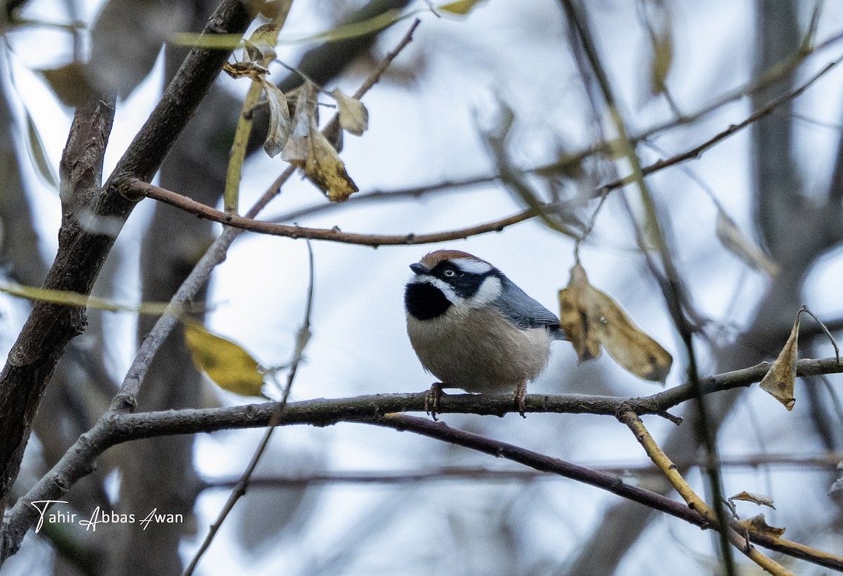 Orite à tête rousse - ML646783206