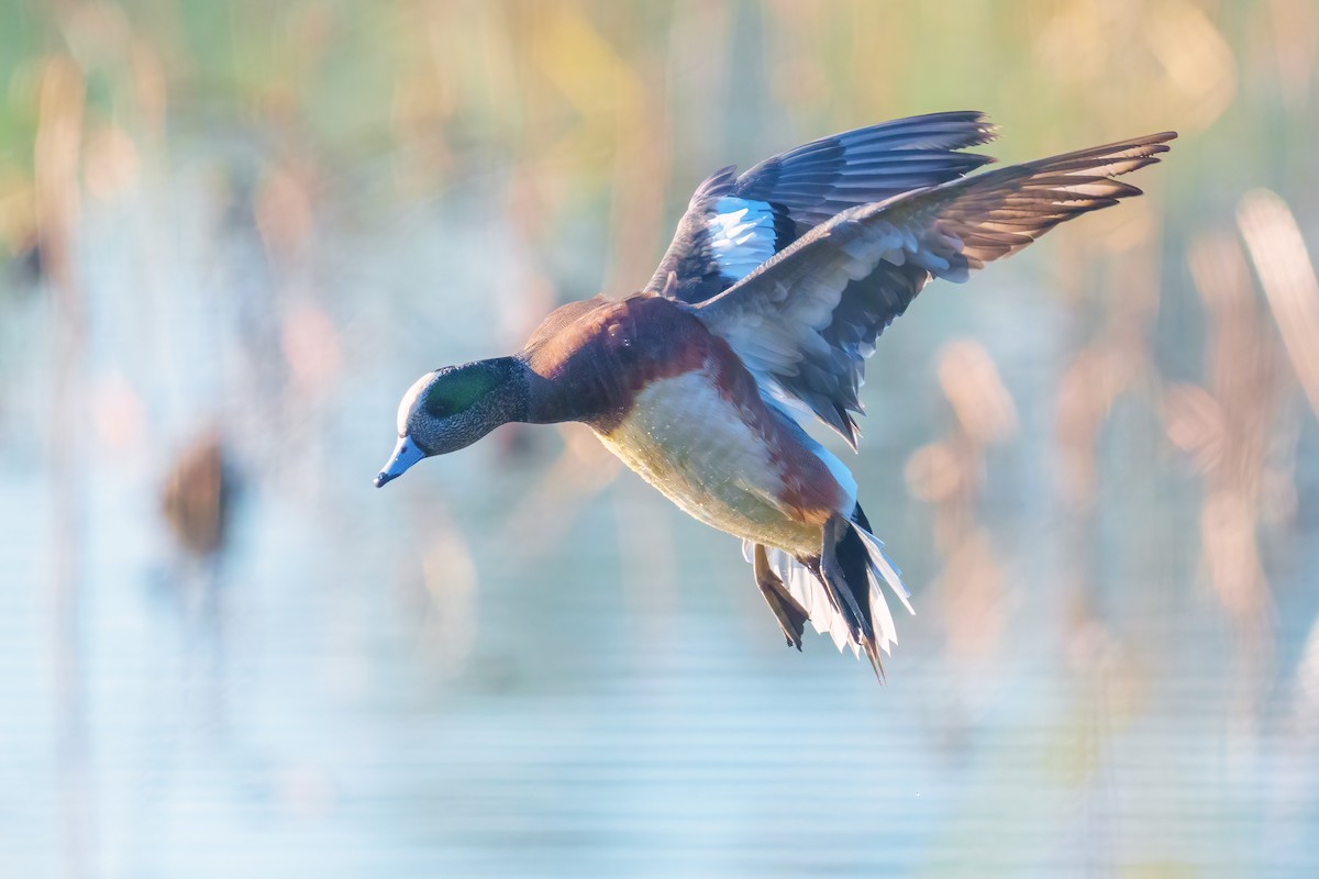 Ahate txistulari amerikarra - ML646783207