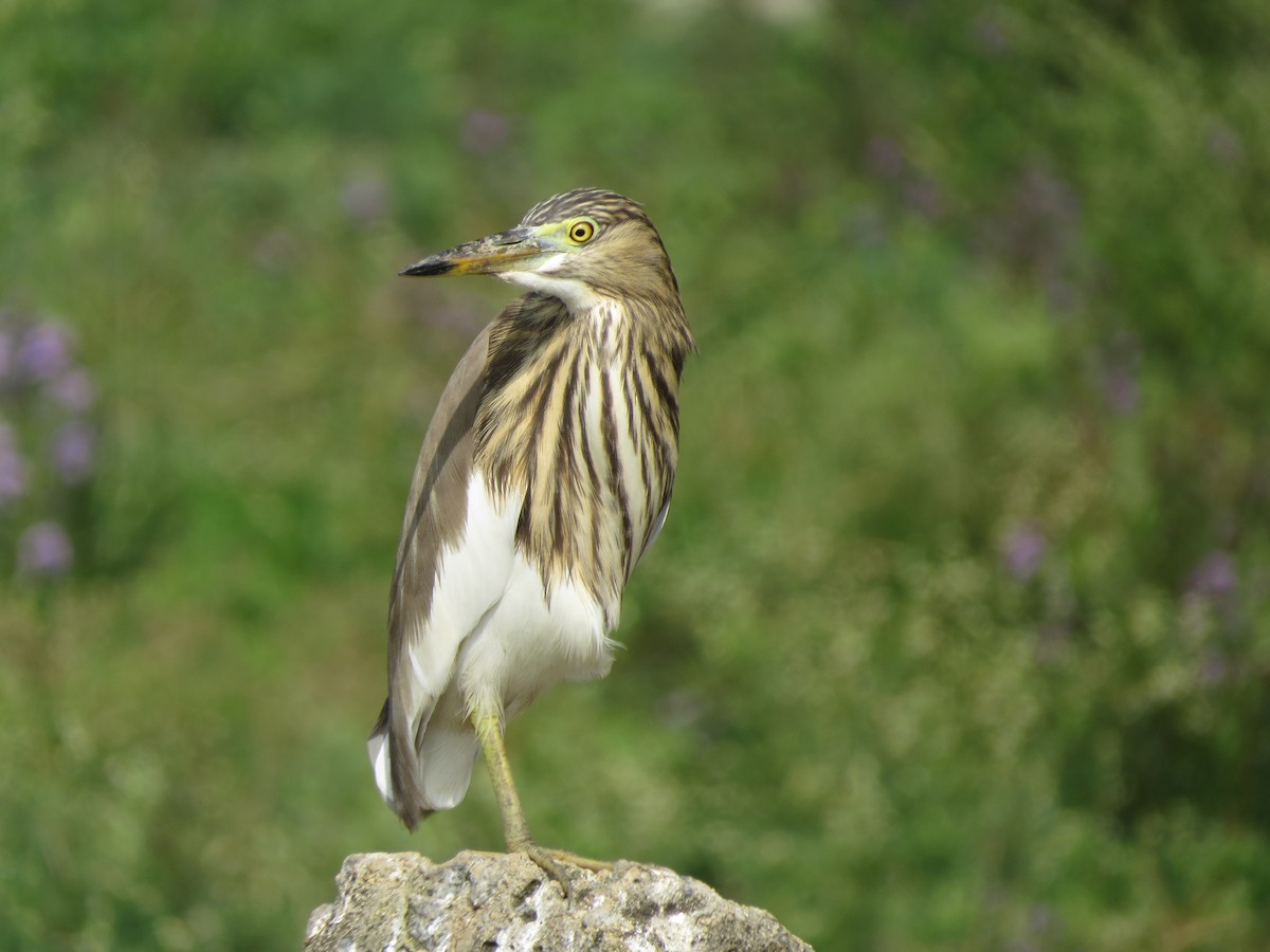 Indian Pond-Heron - ML646783208