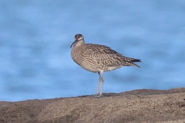 Chiurlo piccolo - ML646783210