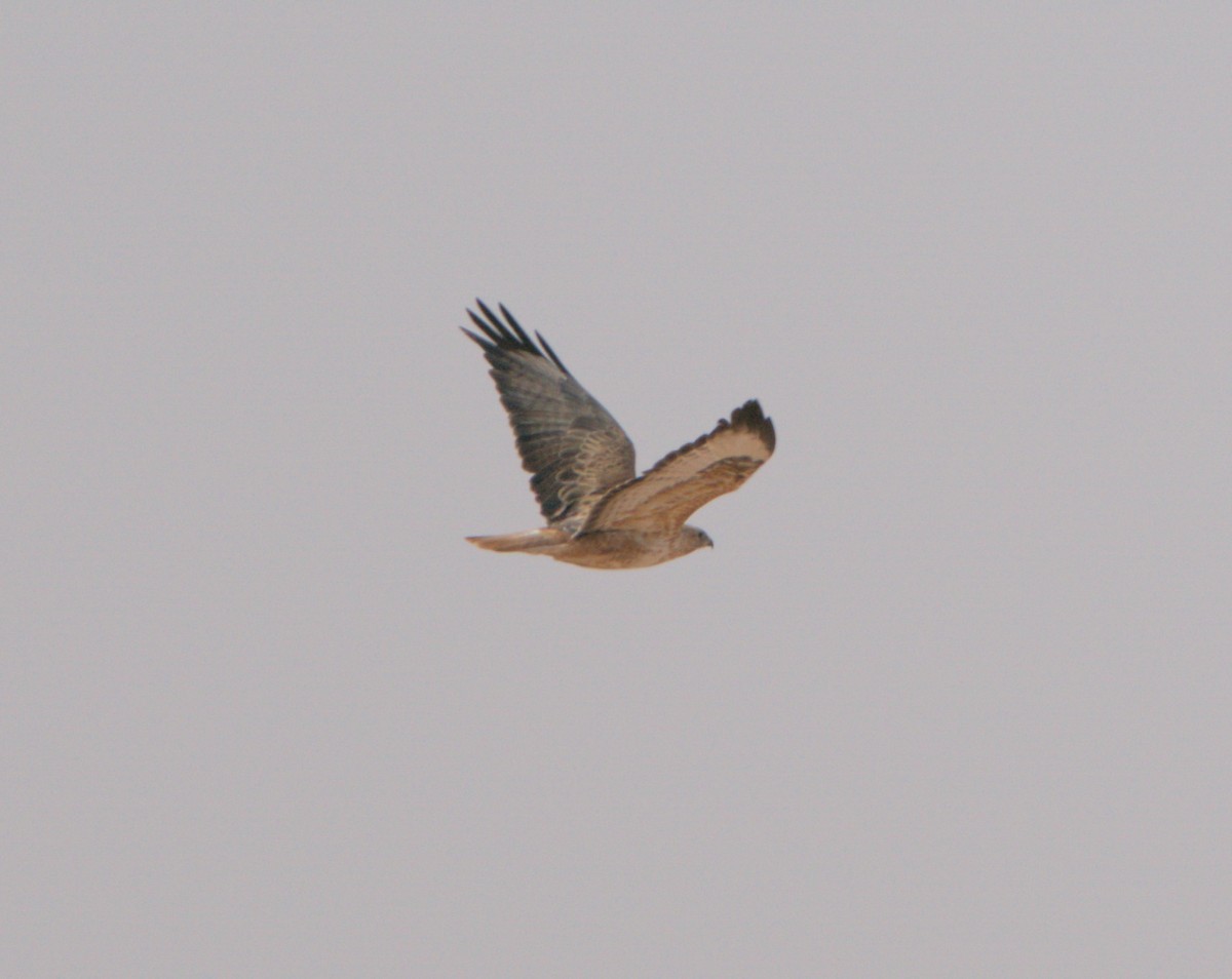 Kızıl Şahin (cirtensis) - ML646783214