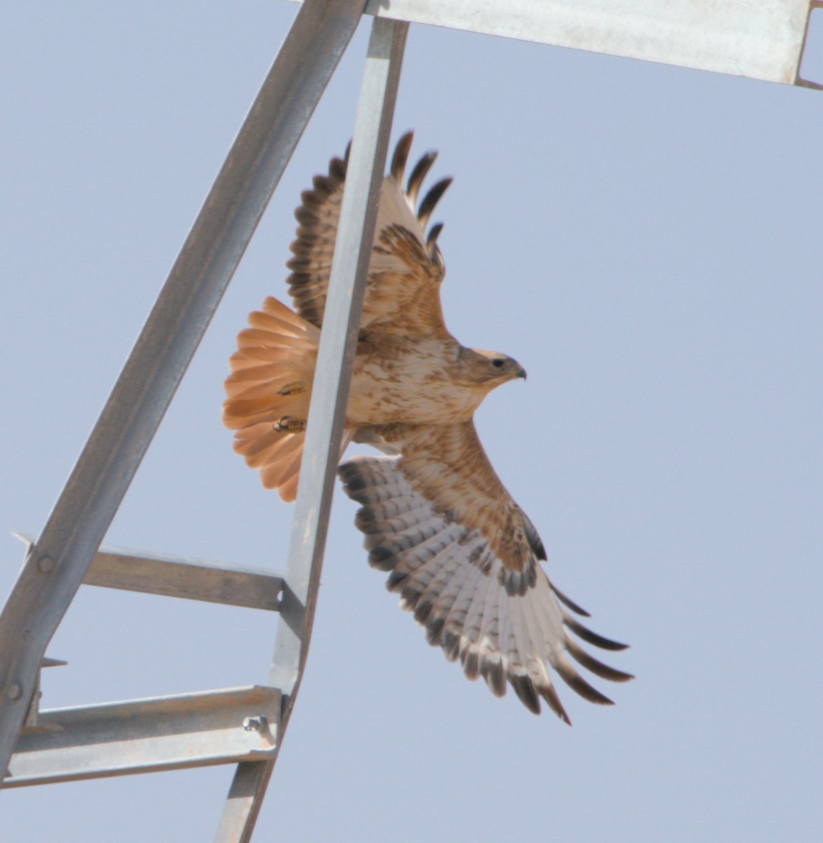 Kızıl Şahin (cirtensis) - ML646783215