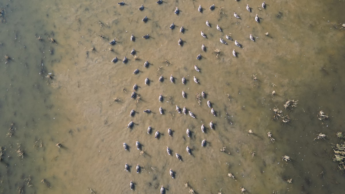 灰雁 - ML646783217