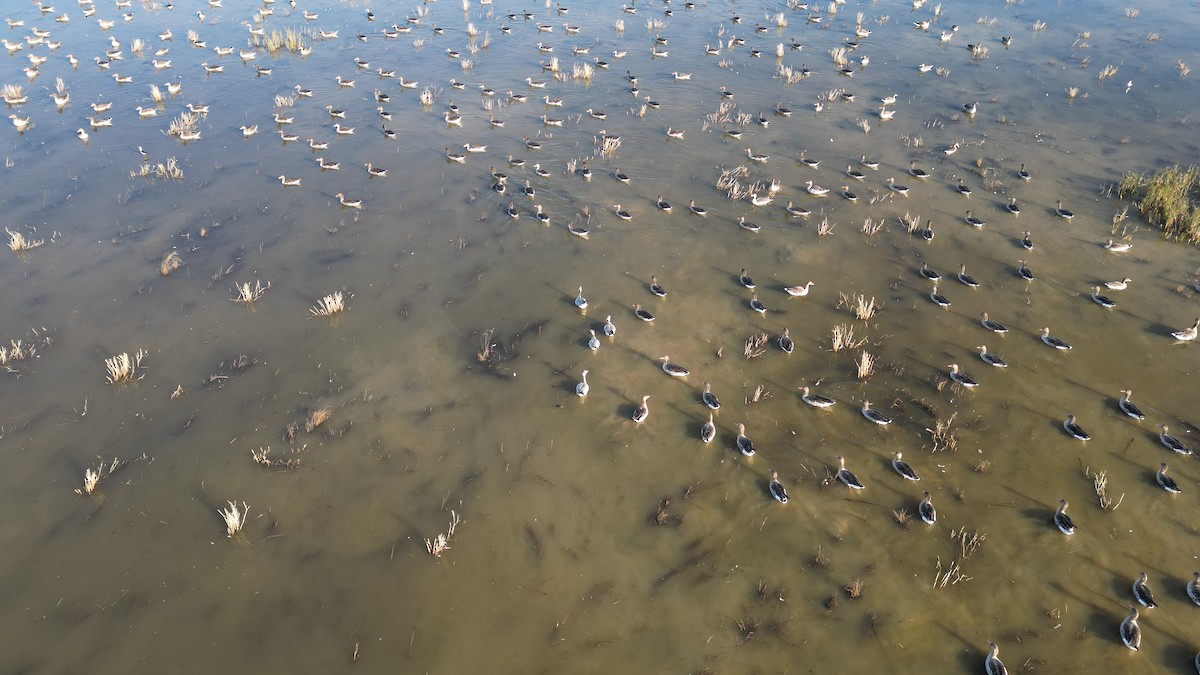 灰雁 - ML646783218