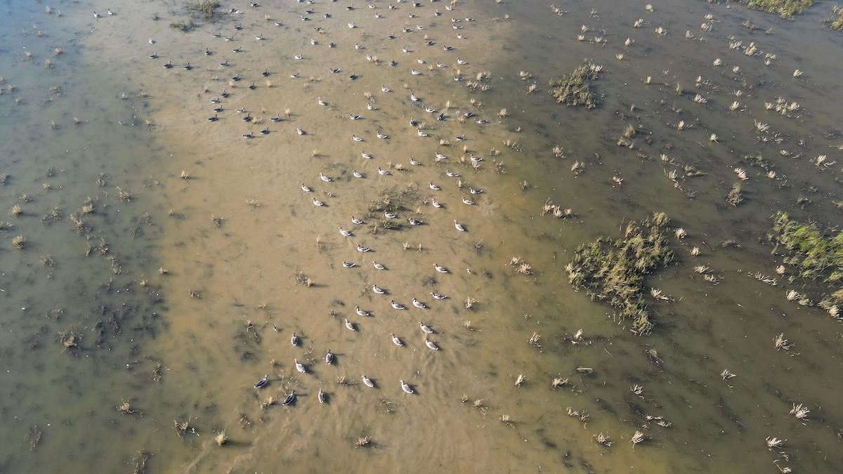 灰雁 - ML646783219