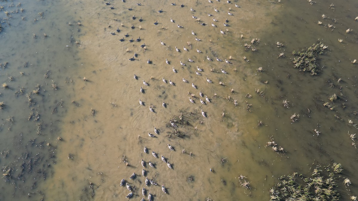 灰雁 - ML646783220