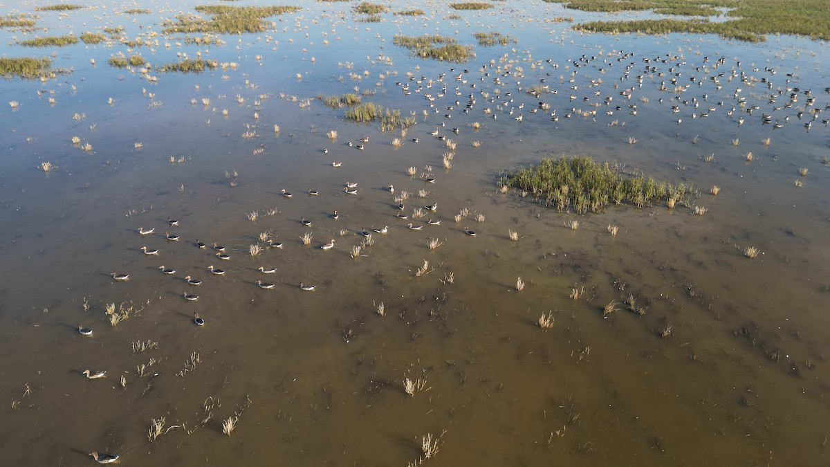 灰雁 - ML646783221