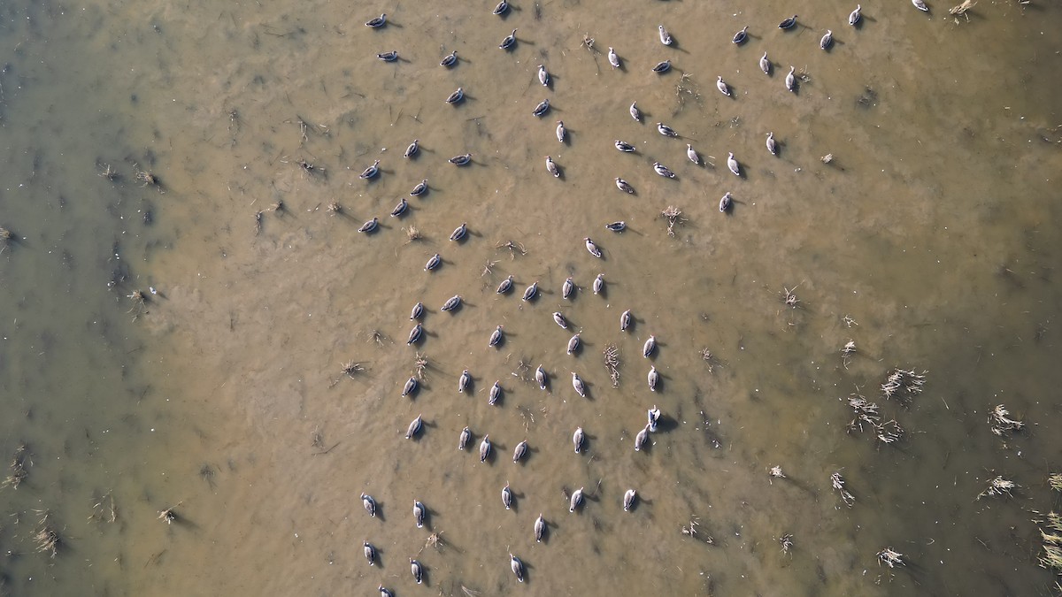 灰雁 - ML646783222