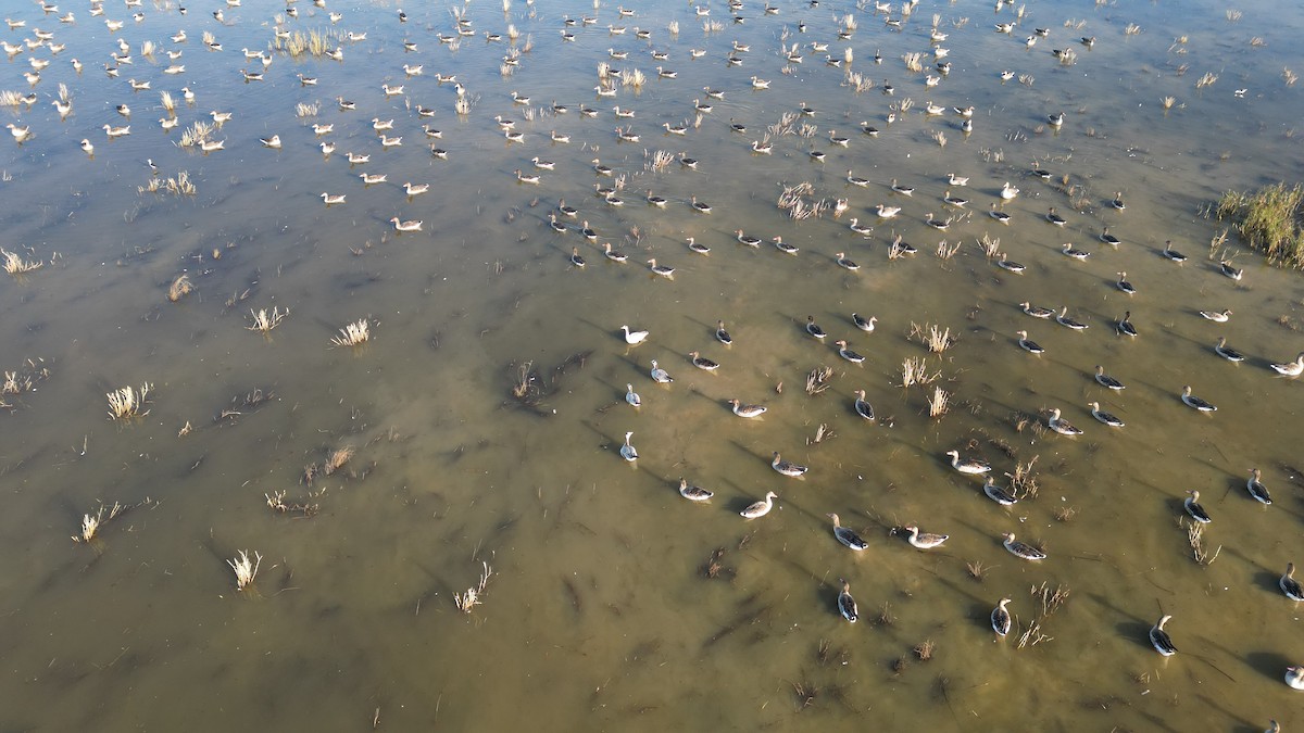 灰雁 - ML646783223