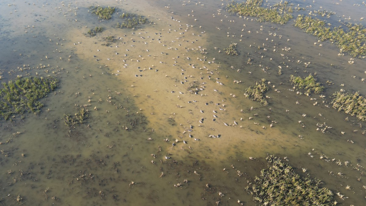 灰雁 - ML646783224