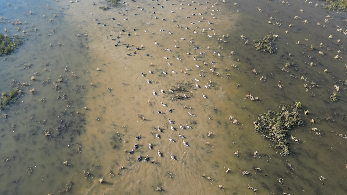 灰雁 - ML646783225