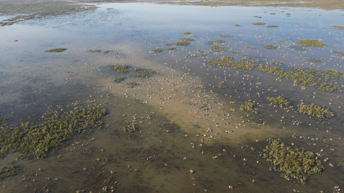 灰雁 - ML646783226