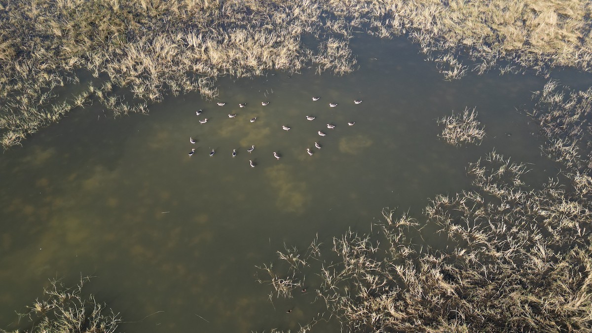 灰雁 - ML646783227