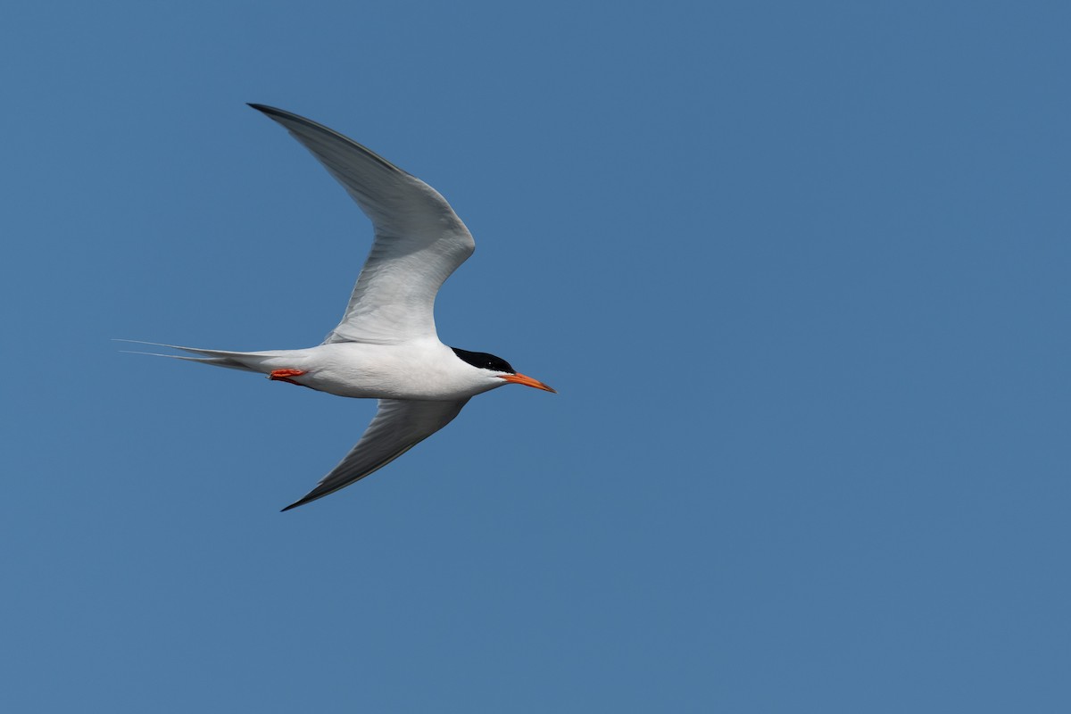Roseate Tern - ML646783228