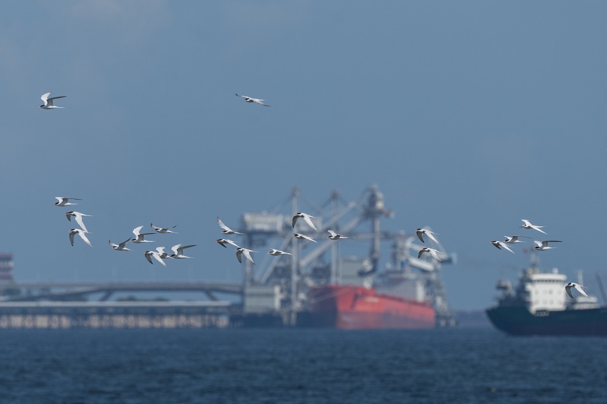 Roseate Tern - ML646783229