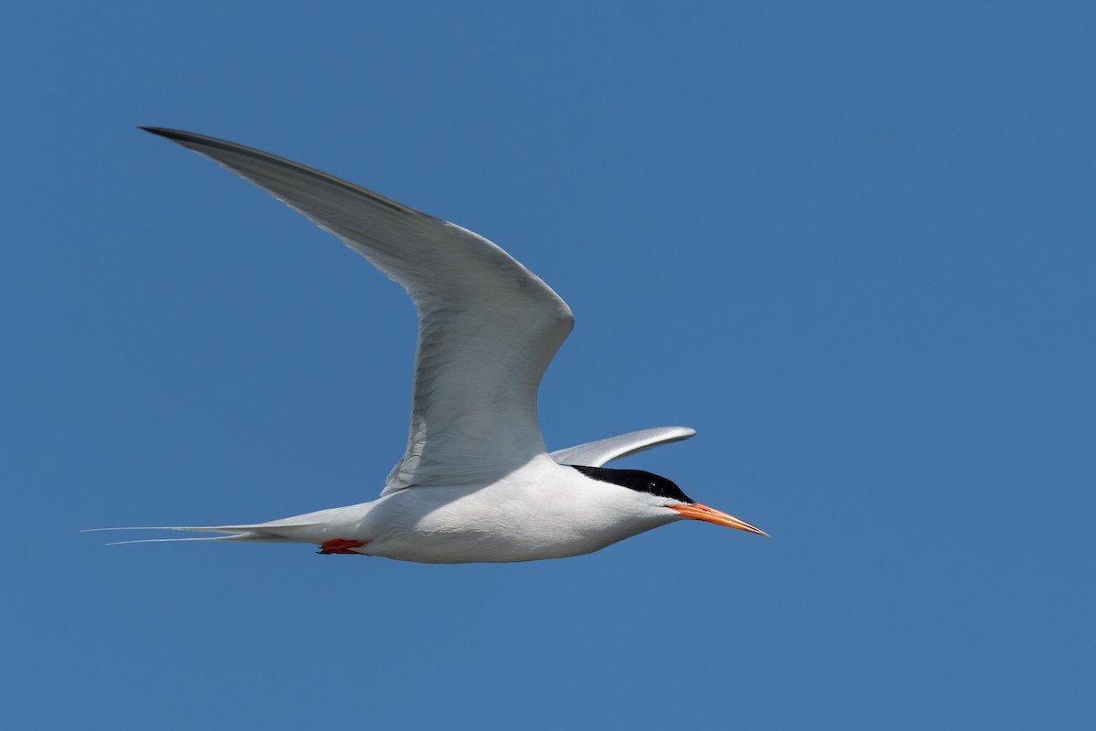 Roseate Tern - ML646783230