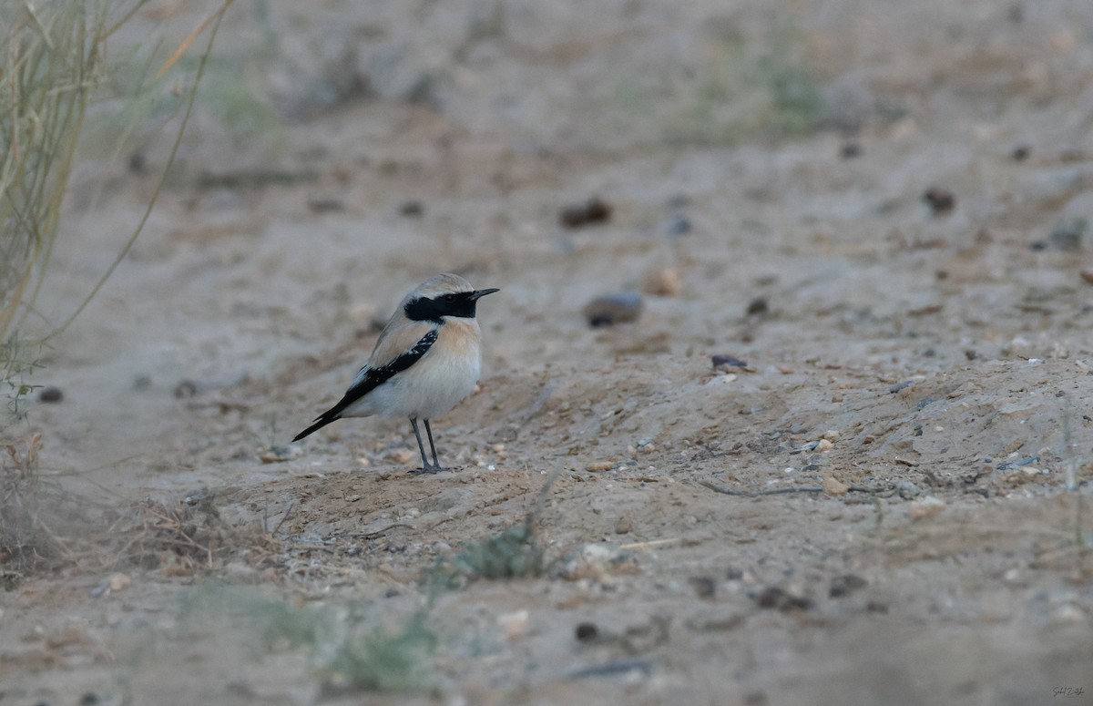 Basamortuko buztanzuria - ML646783235