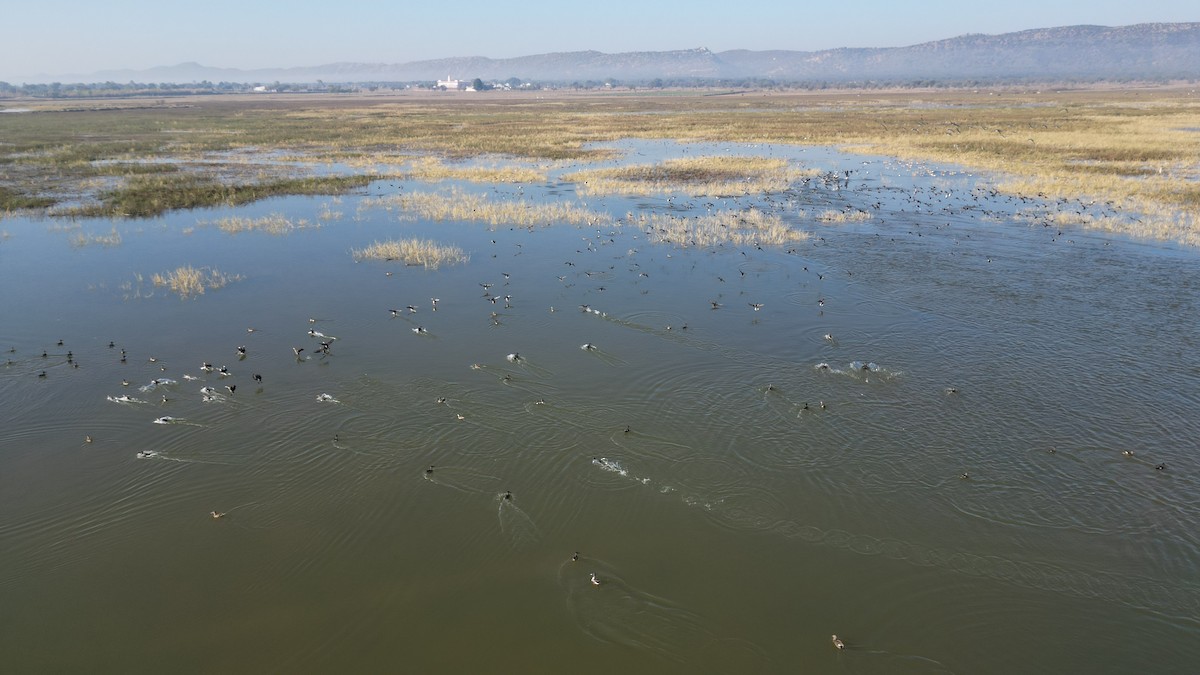 琵嘴鴨 - ML646783236