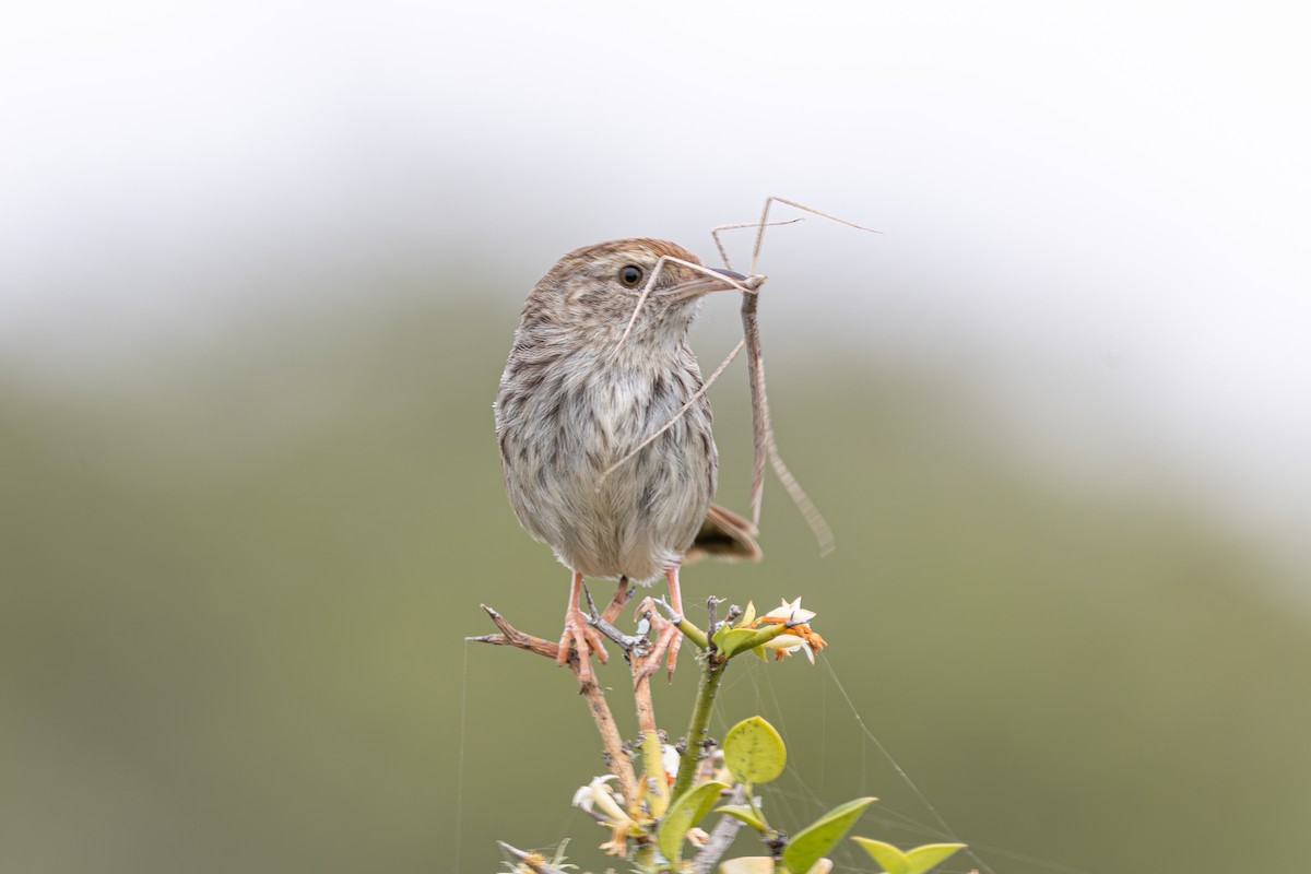 Gray-backed Cisticola - ML646783238