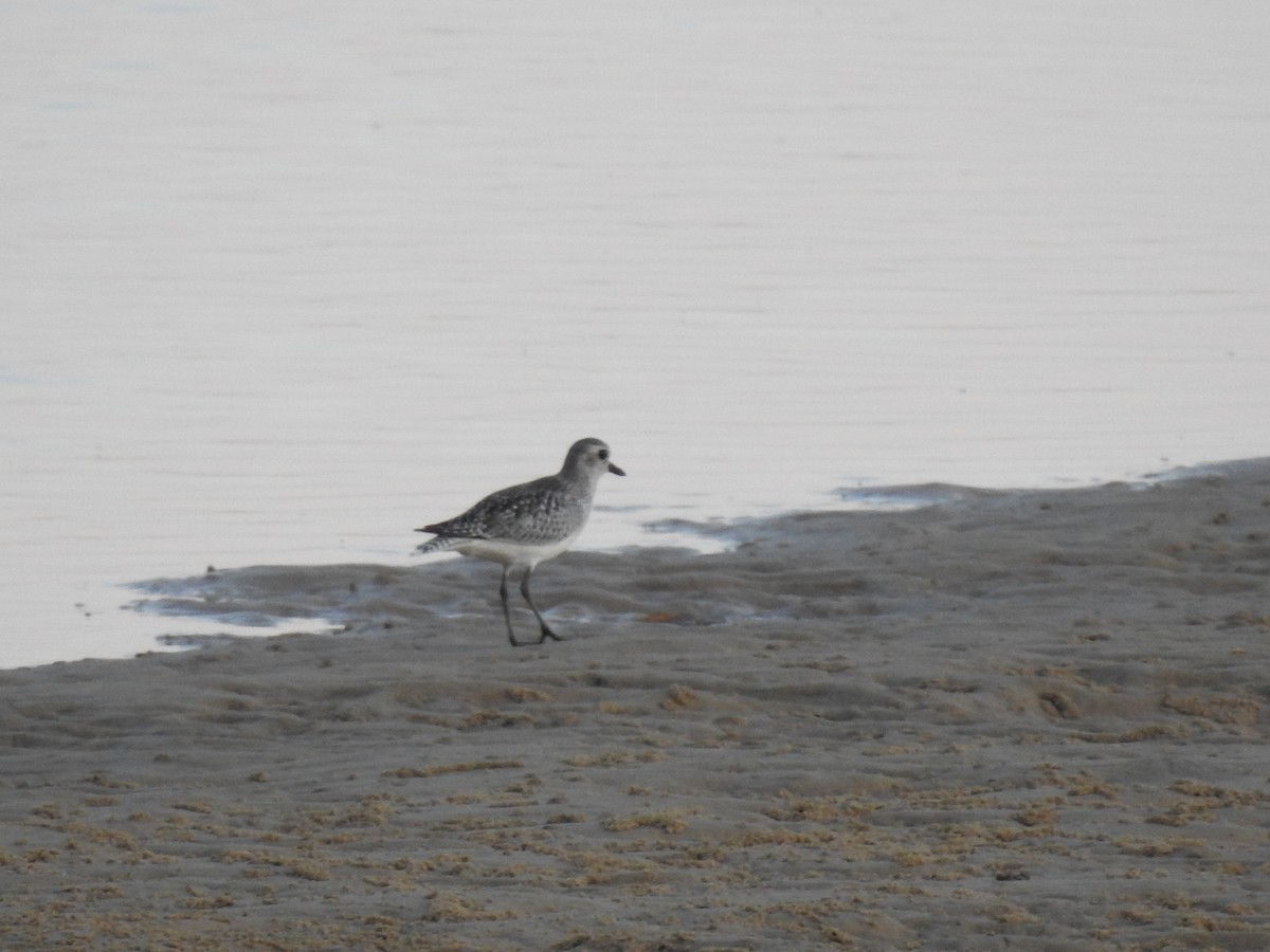 ダイゼン - ML646783239