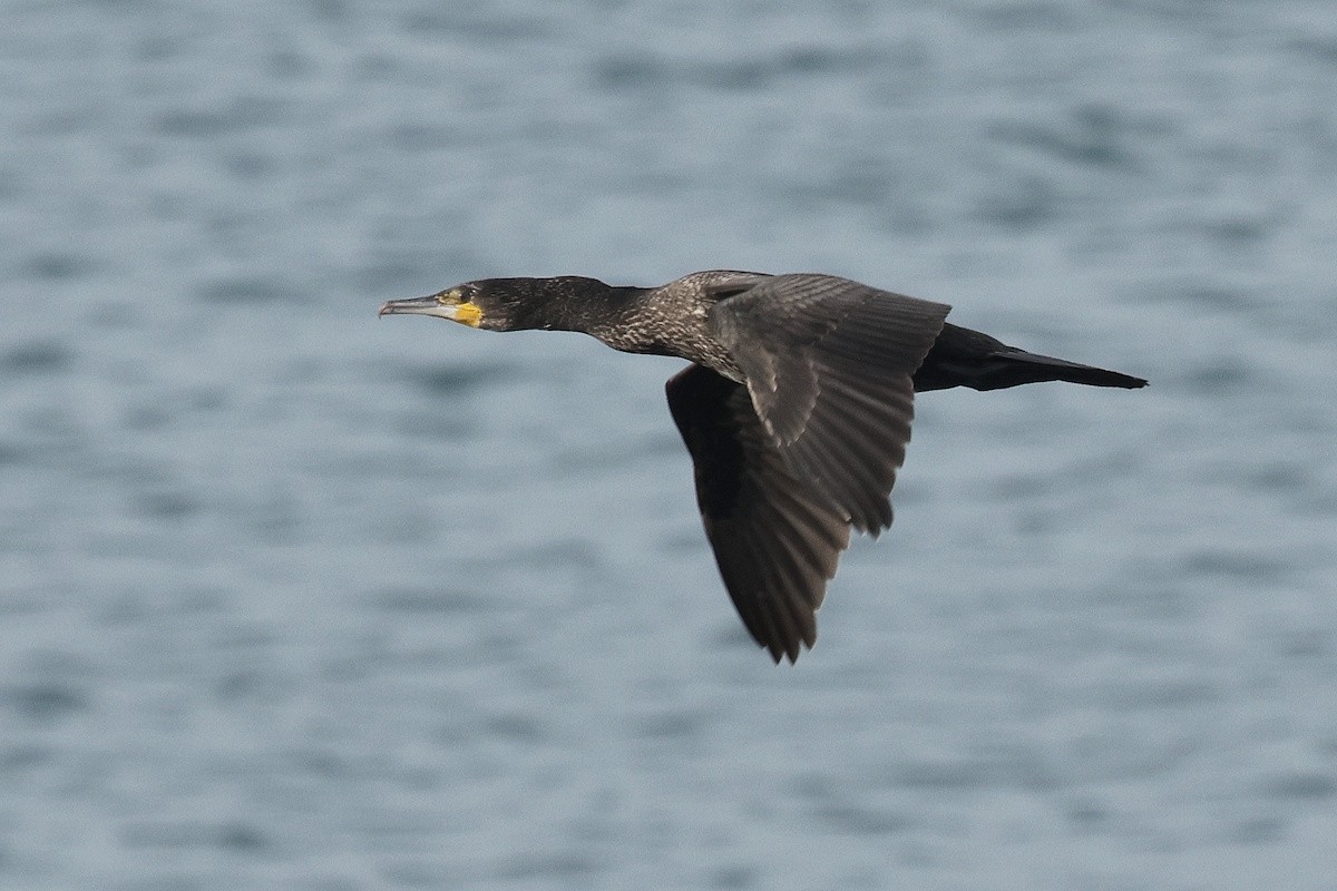 Cormorano - ML646783241