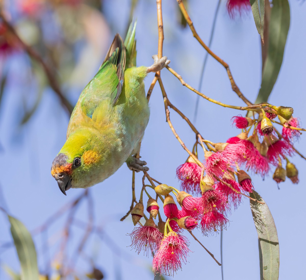Purple-crowned Lorikeet - ML646783242