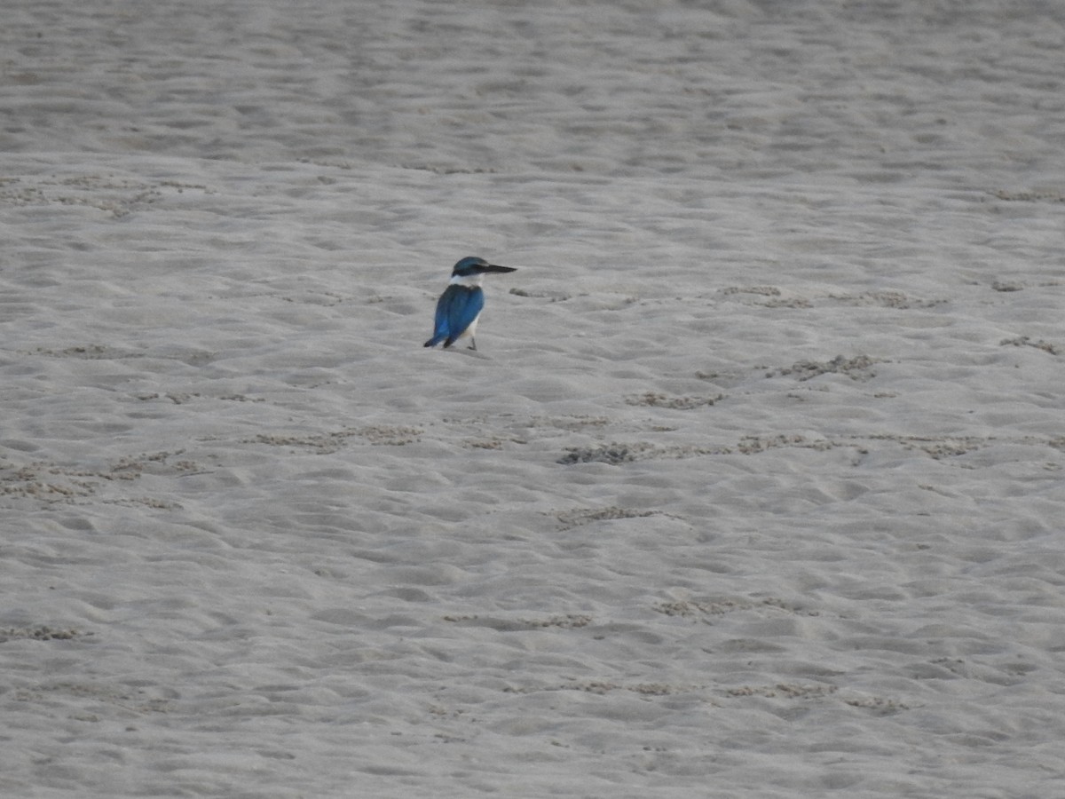 ヒジリショウビン - ML646783251