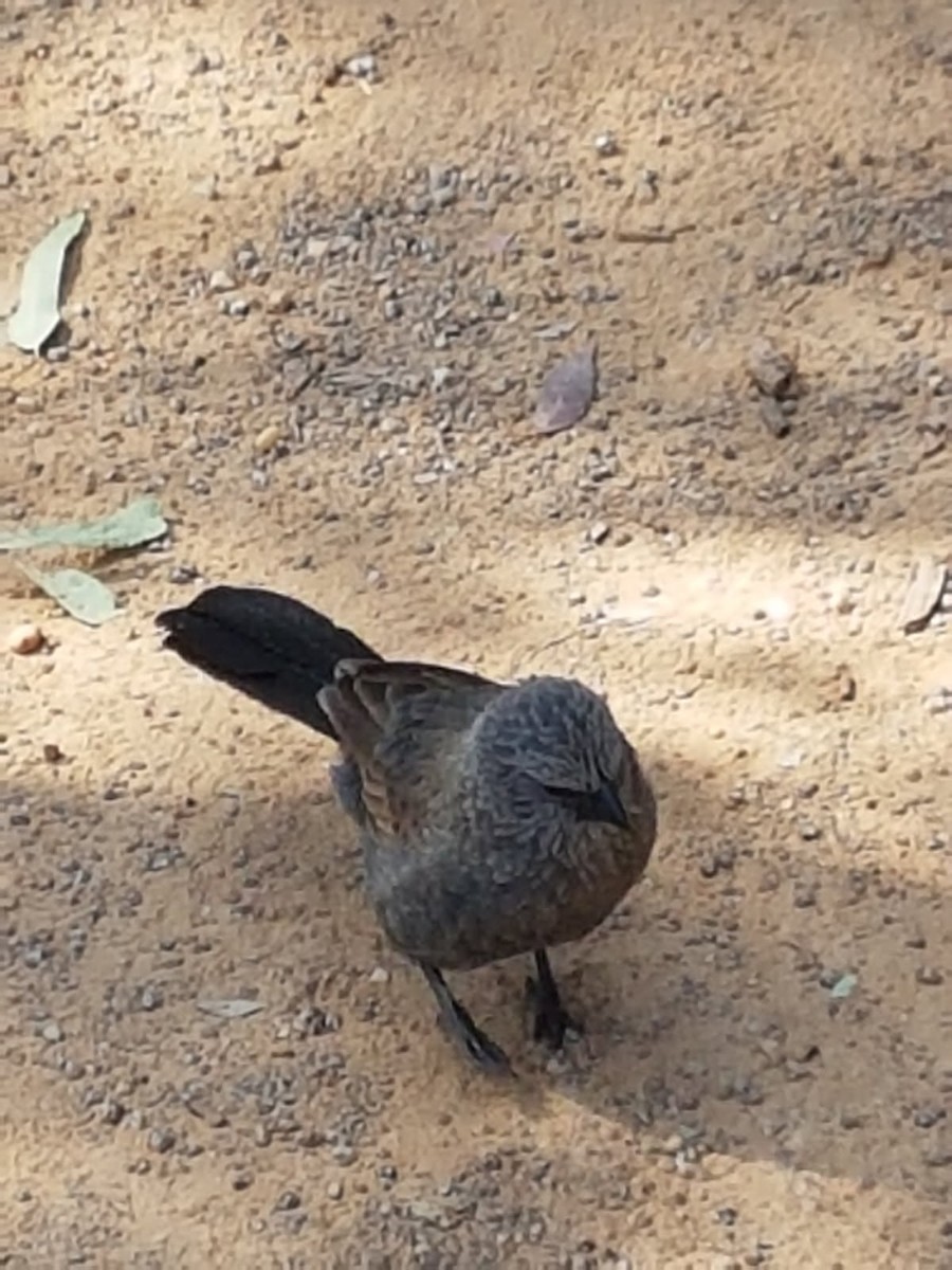 apostelfugl - ML646783254