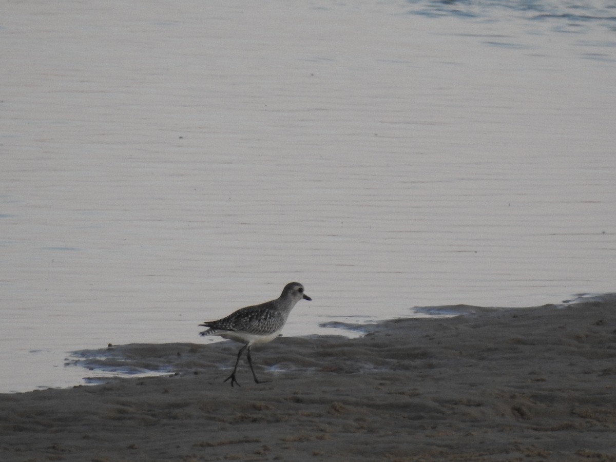 ダイゼン - ML646783257