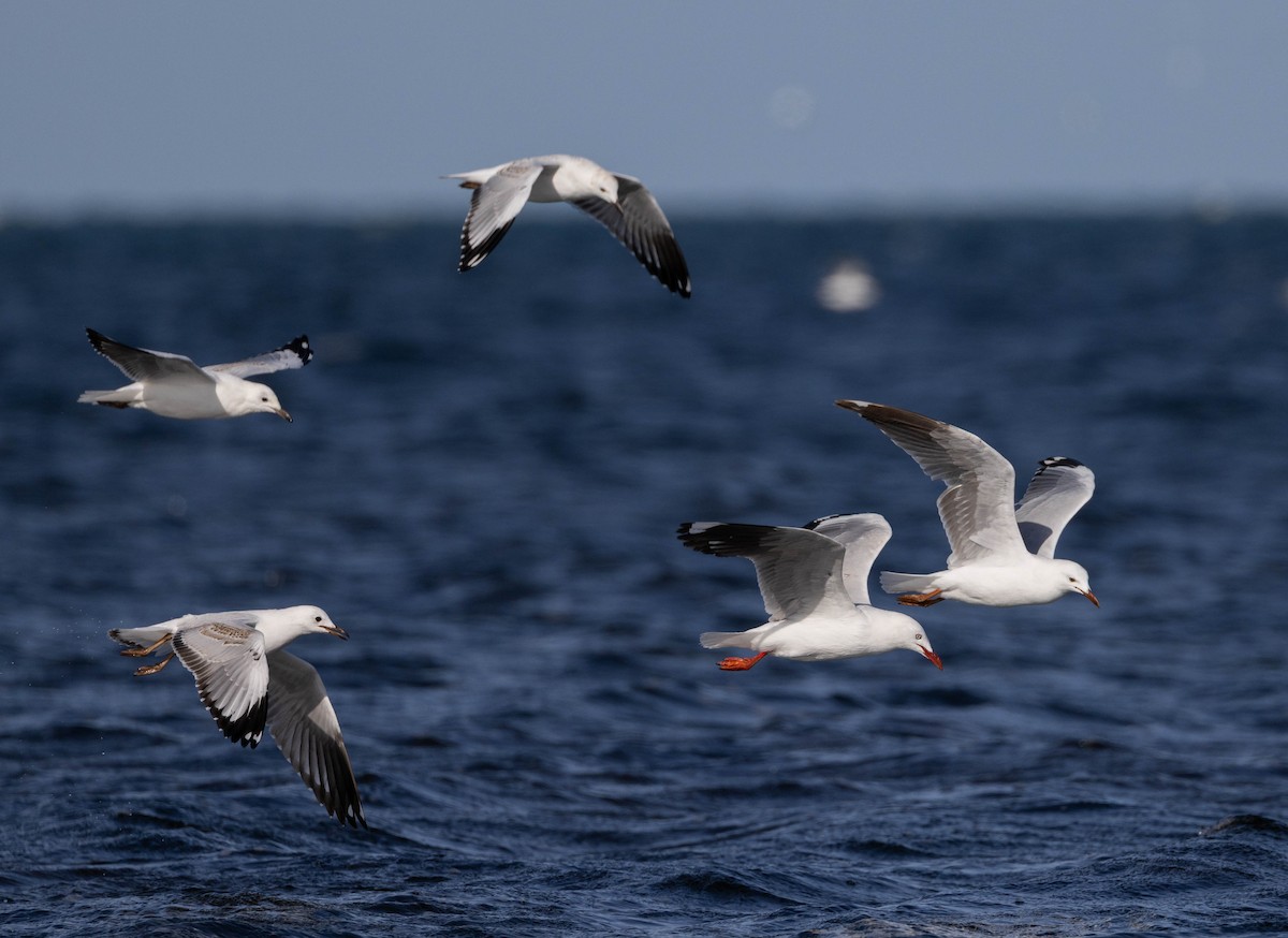 Silver Gull - ML646783258