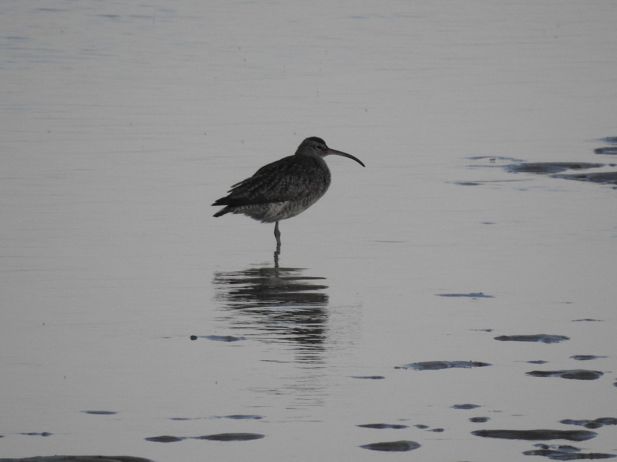 Eurasian Whimbrel (Siberian) - ML646783259