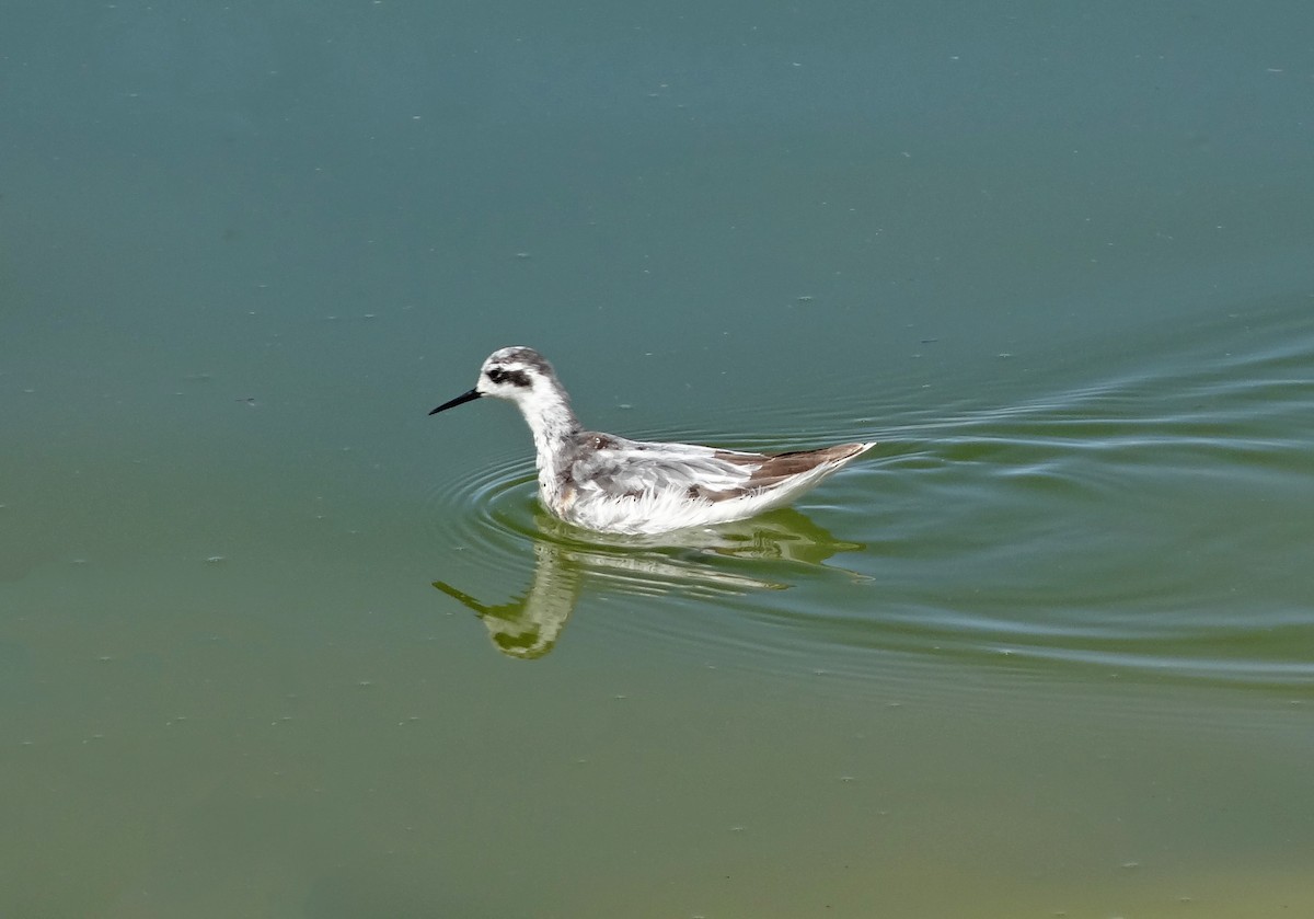 Red-necked Phalarope - ML646783260