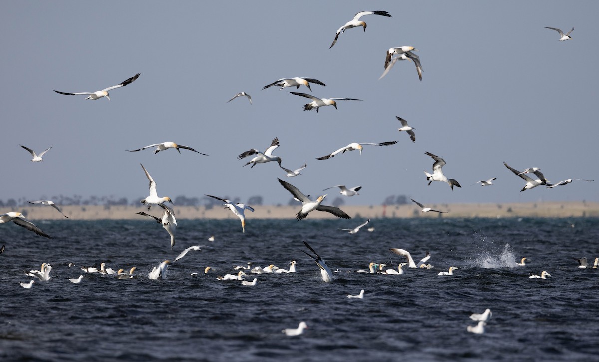 Australasian Gannet - ML646783261