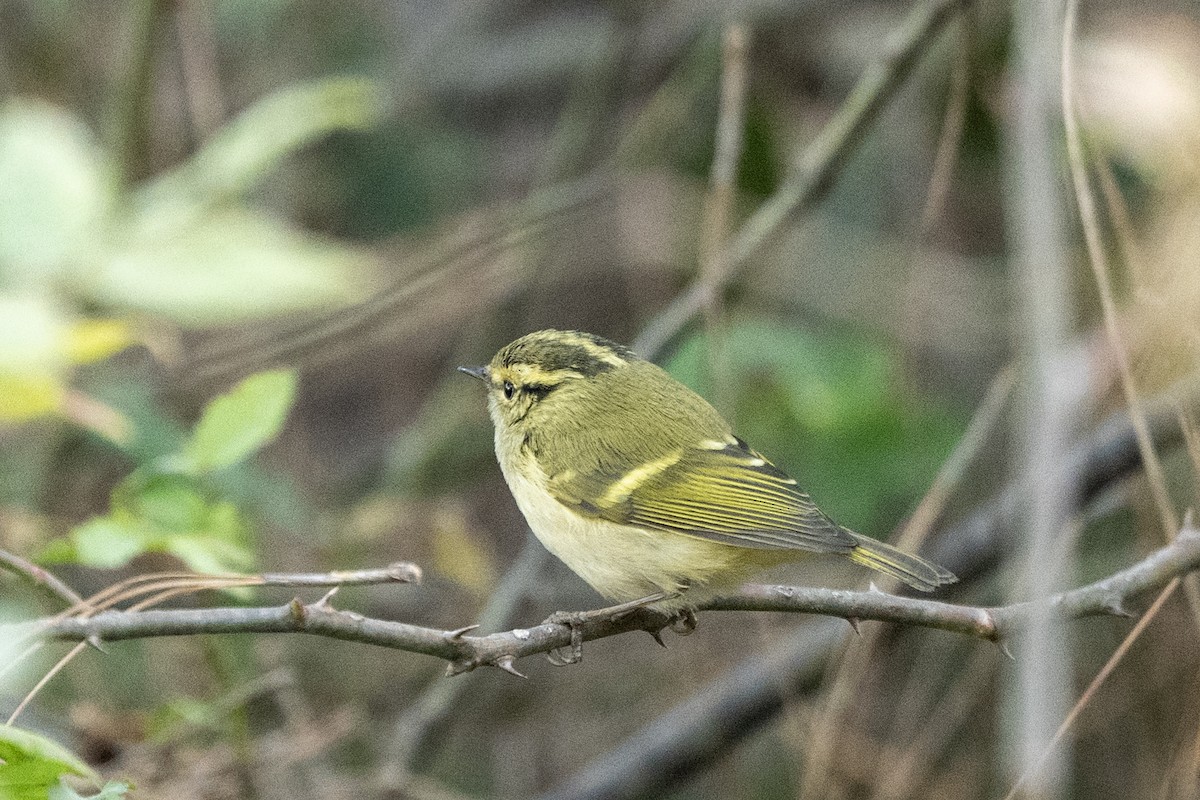 Lemon-rumped Warbler - ML646783262