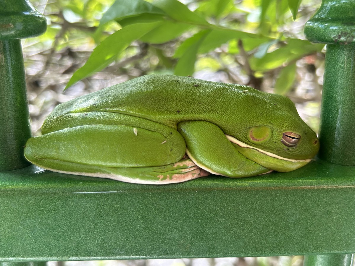 White-lipped Tree Frog - ML646783264