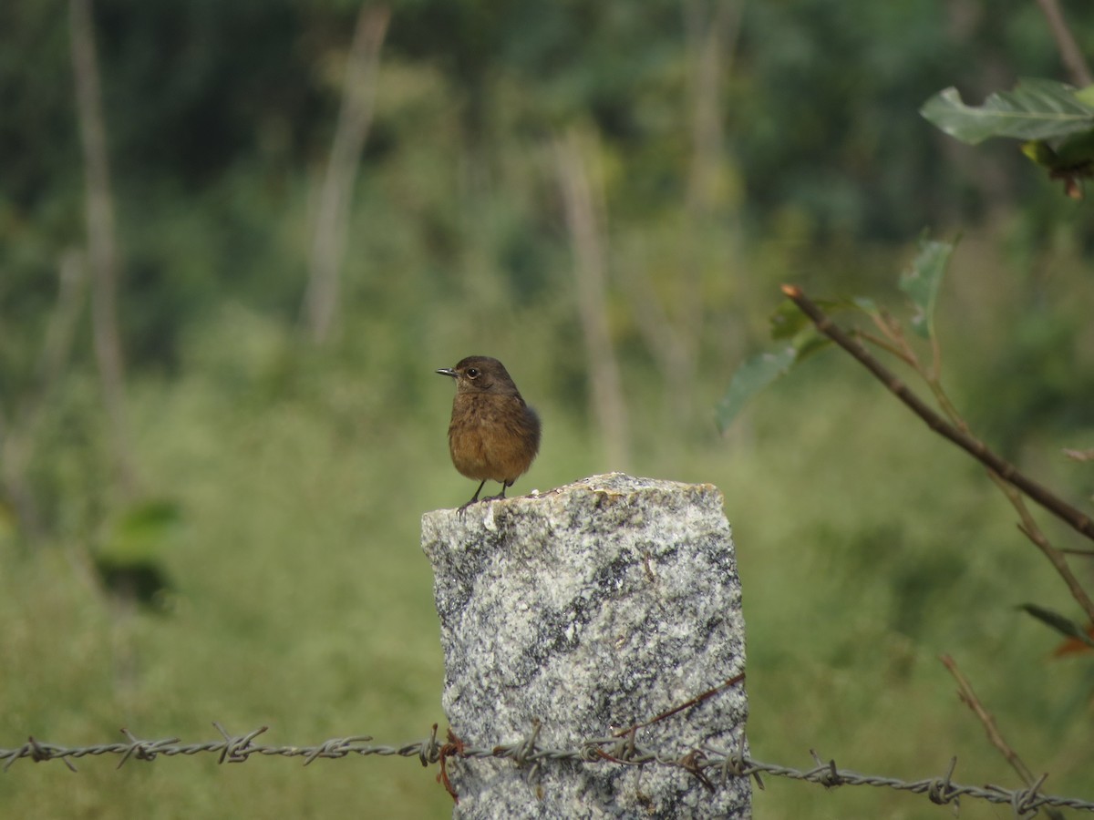 Pied Bushchat - ML646783265