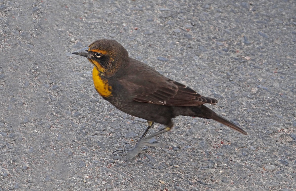 Yellow-headed Blackbird - ML646783266