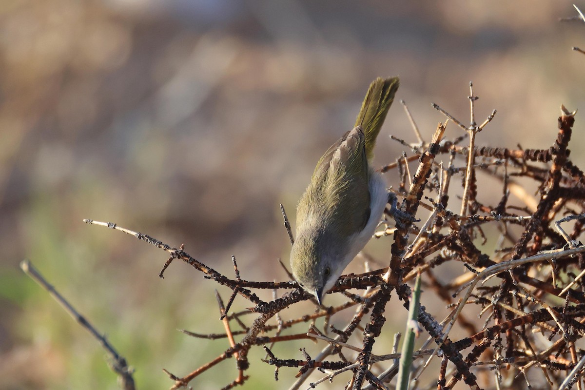 Karoo Eremomela - ML646783267