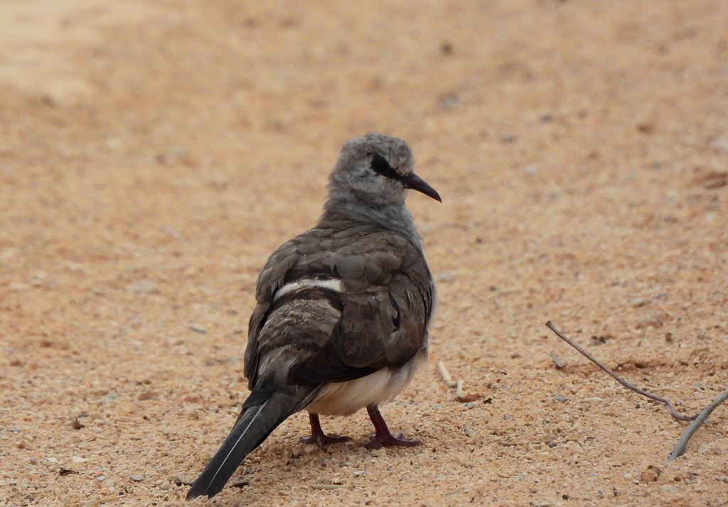 Namaqua Dove - ML646783270